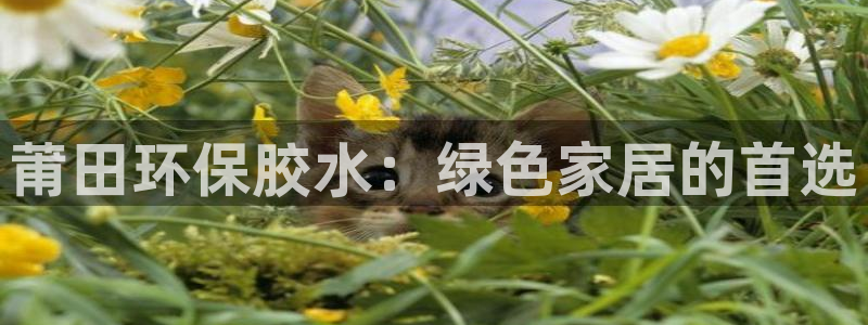 杏宇平台注册入口：莆田环保胶水：绿色家居的首选